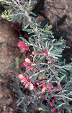 APII jpeg image of Grevillea lanigera  © contact APII