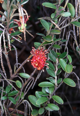APII jpeg image of Grevillea diminuta  © contact APII