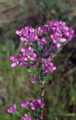APII jpeg image of Comesperma retusum  © contact APII