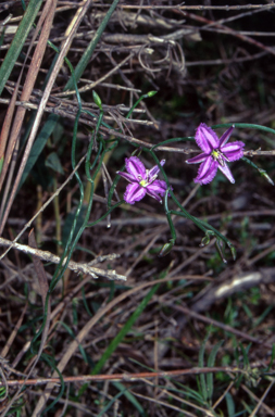 APII jpeg image of Thysanotus patersonii  © contact APII