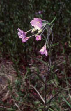 APII jpeg image of Epilobium pallidiflorum  © contact APII