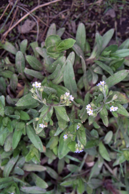 APII jpeg image of Myosotis laxa subsp. cespitosa  © contact APII