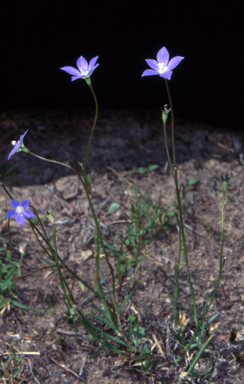 APII jpeg image of Wahlenbergia multicaulis  © contact APII