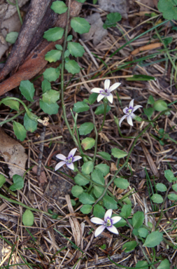 APII jpeg image of Lobelia pedunculata  © contact APII