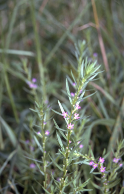APII jpeg image of Lythrum hyssopifolia  © contact APII