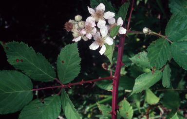 APII jpeg image of Rubus anglocandicans  © contact APII