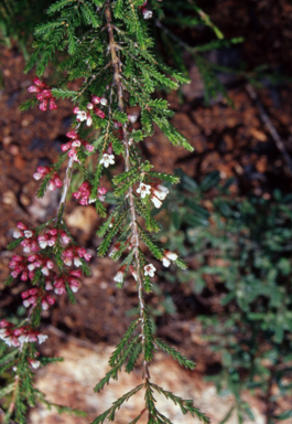 APII jpeg image of Micromyrtus ciliata  © contact APII