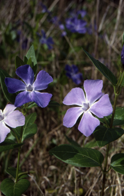 APII jpeg image of Vinca major  © contact APII