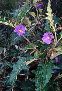 APII jpeg image of Solanum cinereum  © contact APII