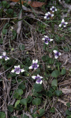 APII jpeg image of Viola hederacea  © contact APII