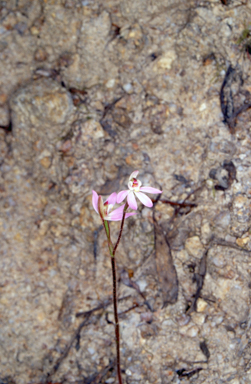 APII jpeg image of Caladenia carnea  © contact APII