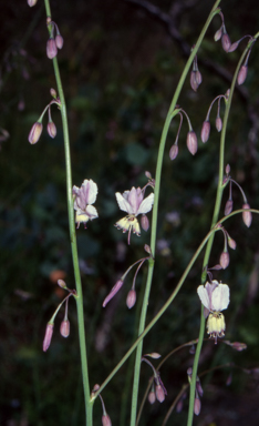 APII jpeg image of Arthropodium milleflorum  © contact APII