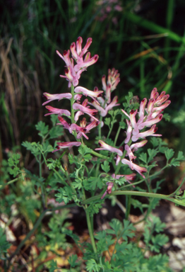 APII jpeg image of Fumaria muralis subsp. muralis  © contact APII