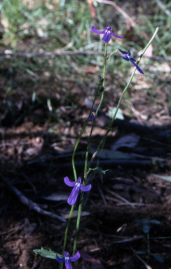 APII jpeg image of Lobelia dentata  © contact APII
