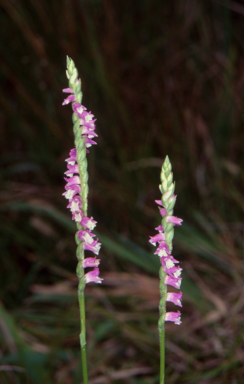 APII jpeg image of Spiranthes australis  © contact APII
