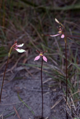 APII jpeg image of Eriochilus cucullatus  © contact APII