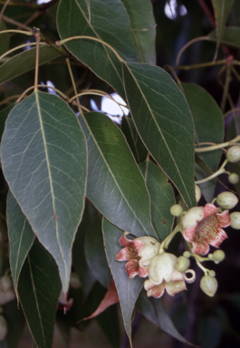 APII jpeg image of Brachychiton populneus subsp. populneus  © contact APII