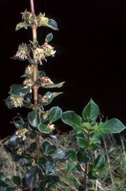 APII jpeg image of Coprosma hirtella  © contact APII
