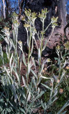 APII jpeg image of Senecio gunnii  © contact APII