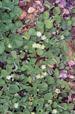 APII jpeg image of Dichondra repens  © contact APII