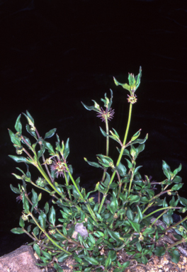 APII jpeg image of Opercularia hispida  © contact APII