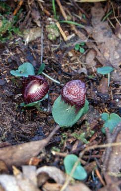 APII jpeg image of Corybas hispidus  © contact APII