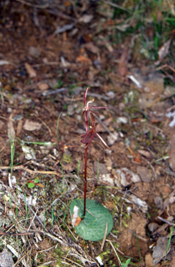 APII jpeg image of Cyrtostylis reniformis  © contact APII