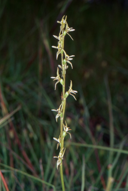 APII jpeg image of Prasophyllum petilum  © contact APII