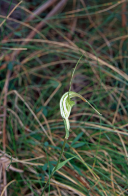 APII jpeg image of Pterostylis decurva  © contact APII