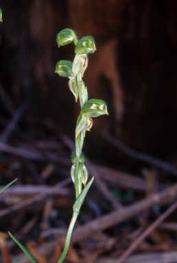 APII jpeg image of Pterostylis melagramma  © contact APII