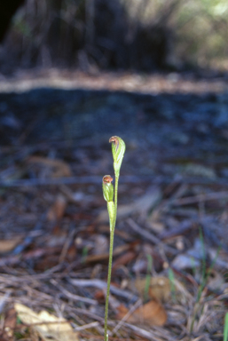 APII jpeg image of Pterostylis rubescens  © contact APII
