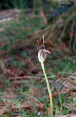 APII jpeg image of Pterostylis pedunculata  © contact APII