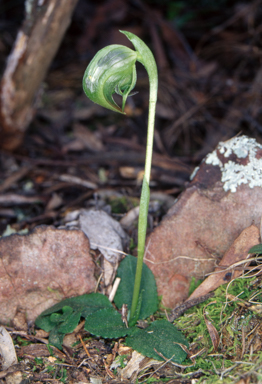 APII jpeg image of Pterostylis nutans  © contact APII