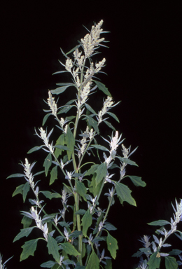 APII jpeg image of Chenopodium album  © contact APII