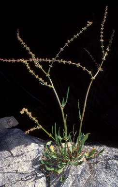 APII jpeg image of Rumex brownii  © contact APII