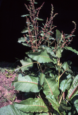 APII jpeg image of Rumex obtusifolius  © contact APII