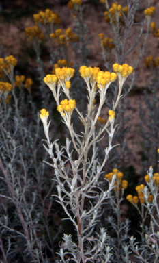 APII jpeg image of Chrysocephalum semipapposum  © contact APII