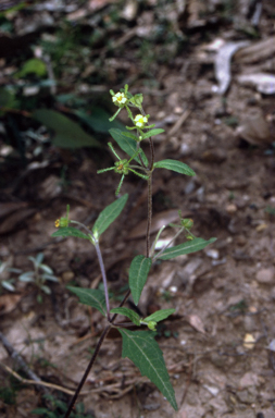 APII jpeg image of Sigesbeckia orientalis  © contact APII