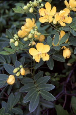 APII jpeg image of Senna septemtrionalis  © contact APII