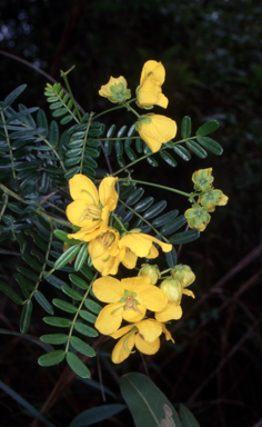 APII jpeg image of Senna barronfieldii  © contact APII