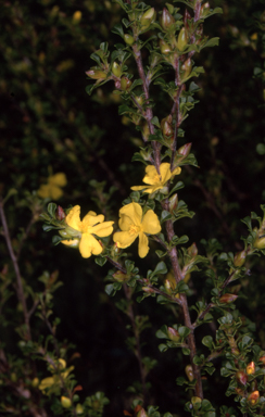 APII jpeg image of Hibbertia monogyna  © contact APII