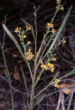 APII jpeg image of Daviesia leptophylla  © contact APII