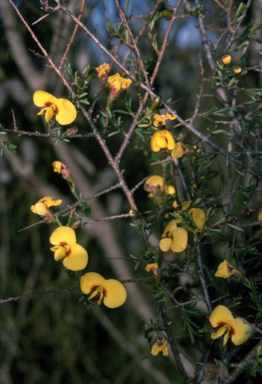 APII jpeg image of Dillwynia ramosissima  © contact APII