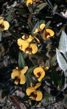 APII jpeg image of Mirbelia platylobioides  © contact APII