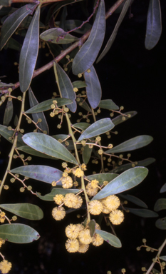 APII jpeg image of Acacia obtusata  © contact APII