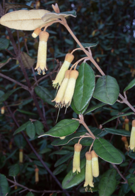 APII jpeg image of Correa lawrenceana var. cordifolia  © contact APII