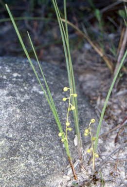 APII jpeg image of Lomandra filiformis subsp. filiformis  © contact APII