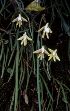 APII jpeg image of Dockrillia striolata  © contact APII
