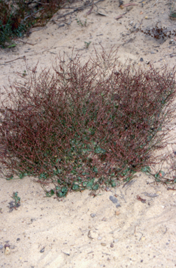 APII jpeg image of Gonocarpus micranthus subsp. micranthus  © contact APII