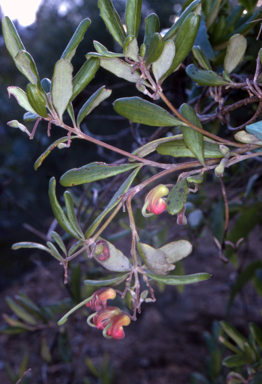 APII jpeg image of Grevillea arenaria subsp. arenaria  © contact APII
